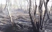 Для тушения лесного пожара в Абайской области задействованы дополнительные силы