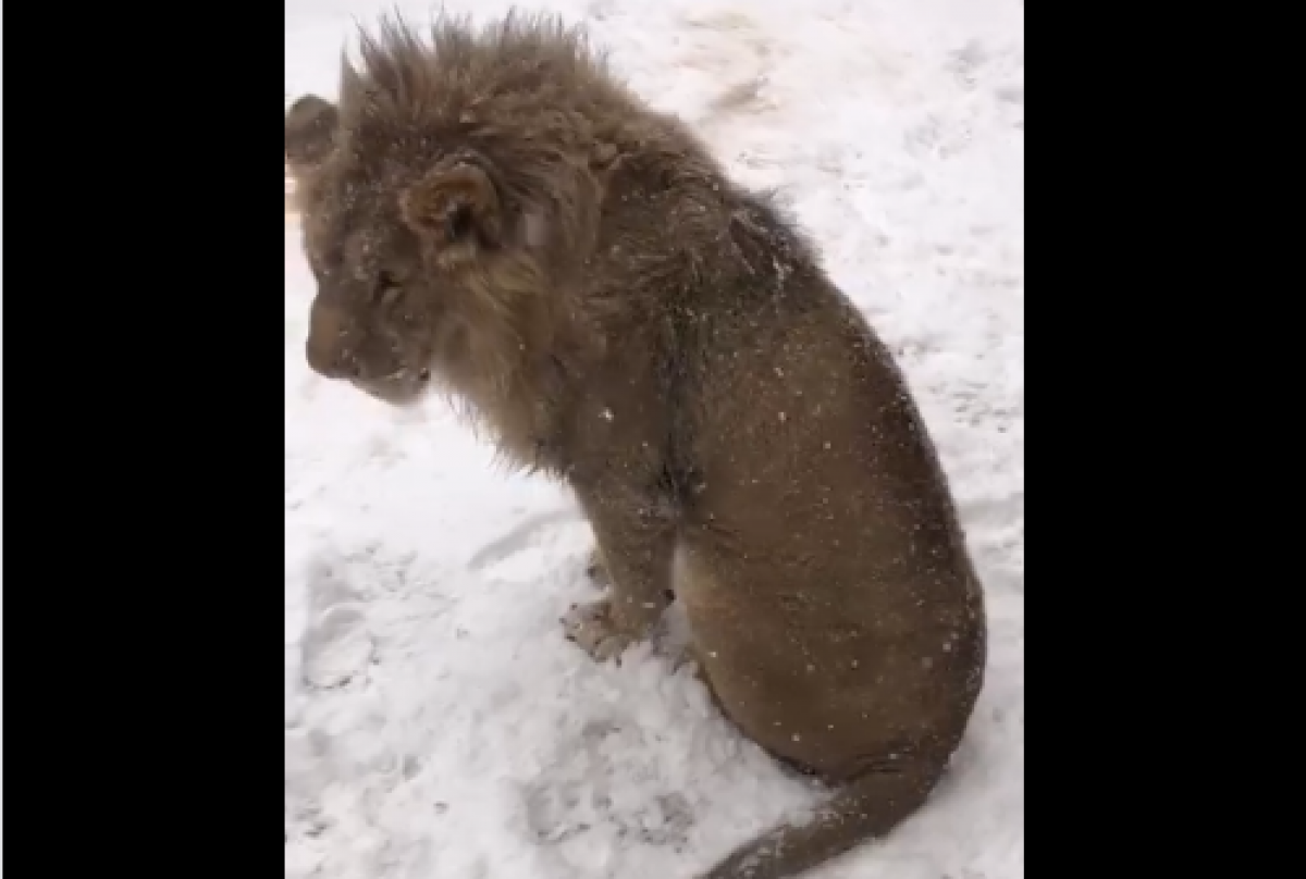 Алматы маңындағы ауылда жүрген арыстан жұртты шошытты (ВИДЕО)