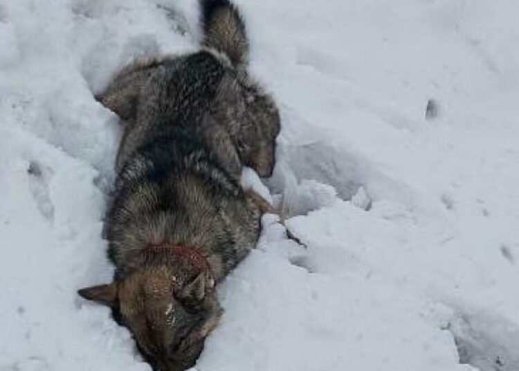 Жители села в ЗКО стали находить повсюду трупы собак