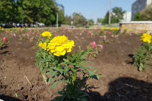 В этом году в Павлодаре планируется высадка цветов на площади 15 тыс.кв.м