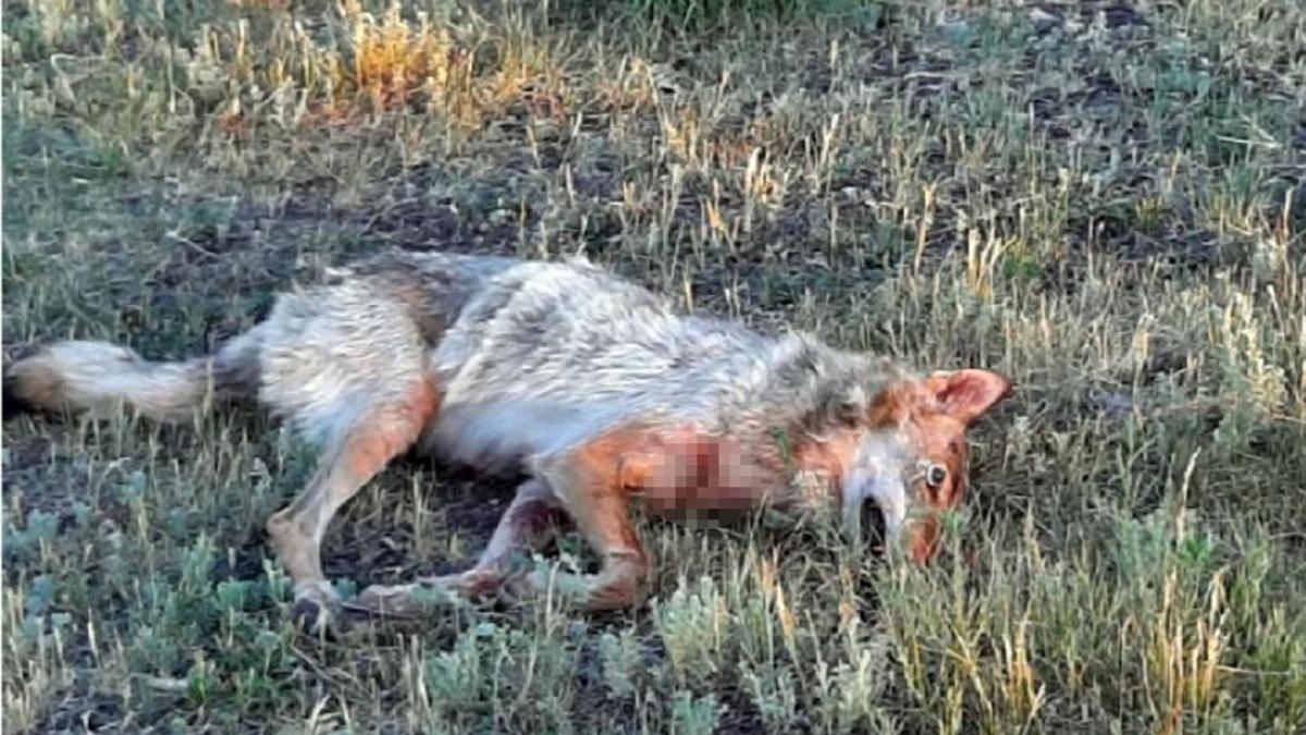 "Жұлқылайды да, түріме қарайды": Қостанай облысында екі адамды қасқыр талап тастады