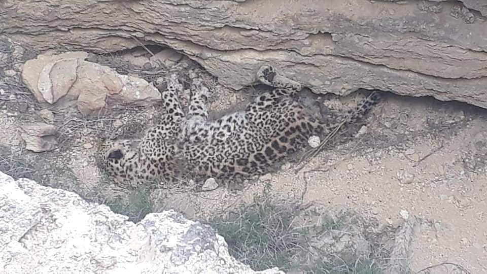Мертвого леопарда обнаружили в Мангистауской области