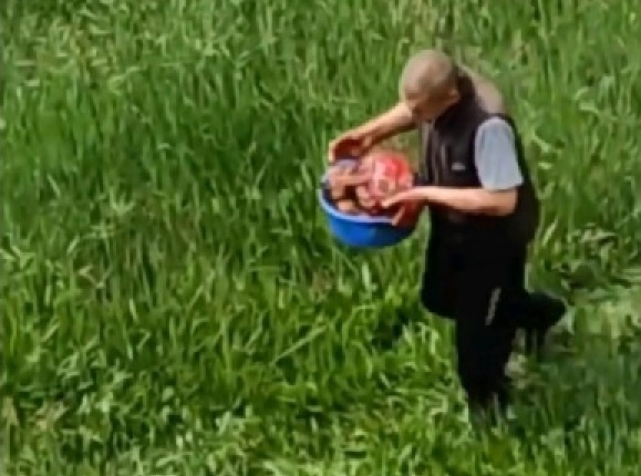 Видеозапись с разделанной собакой шокировала жителей Петропавловска