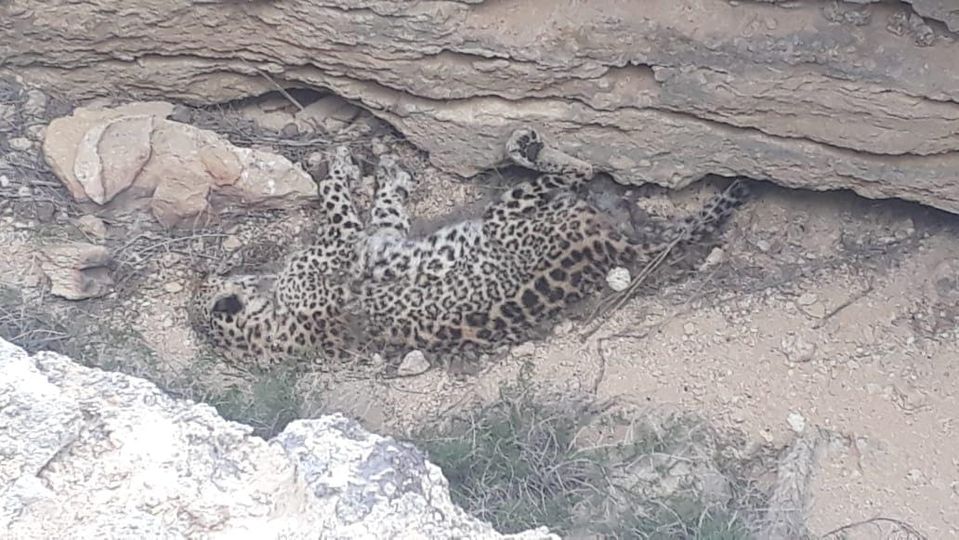 Мертвого леопарда транспортируют для экспертизы в Атырау