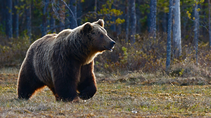 Медведь уничтожает домашний скот жителей Восточного Казахстана