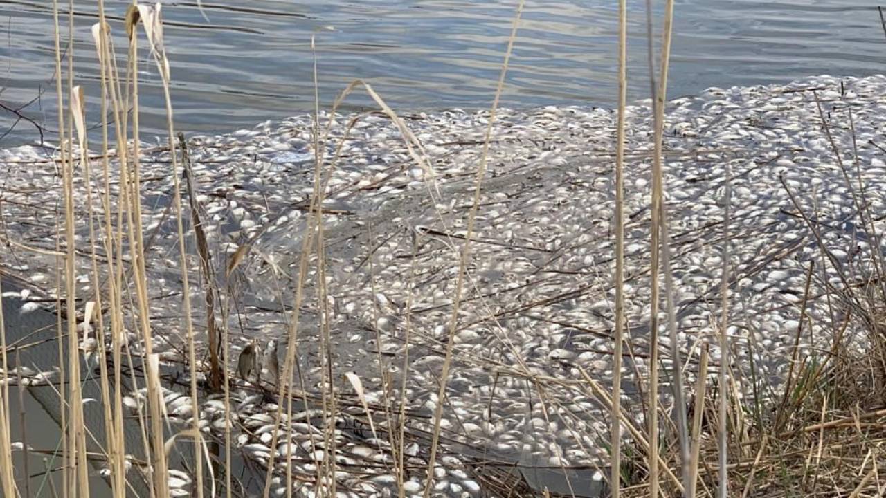 Гибель рыб в Атырауской области возможна из-за конской  мочи