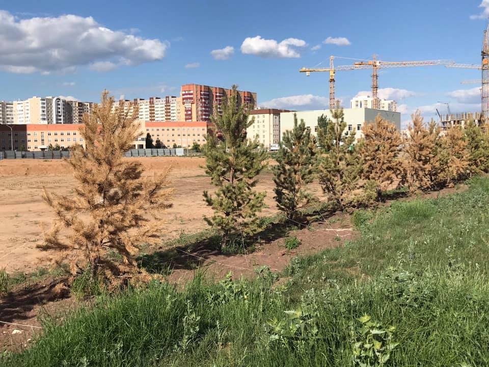 "Скажите спасибо Кульгинову": Астанчане выкладывают в Сеть фото засыхающих деревьев