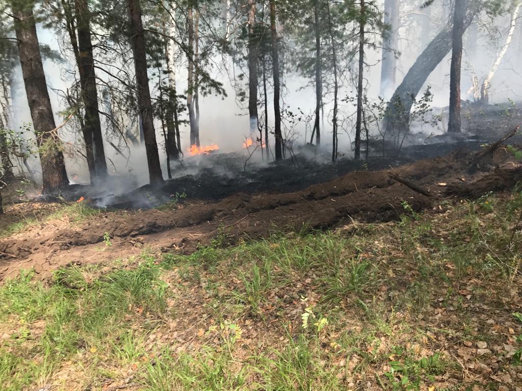 Огонь перекинулся с травы на лес в СКО. Пострадавших нет