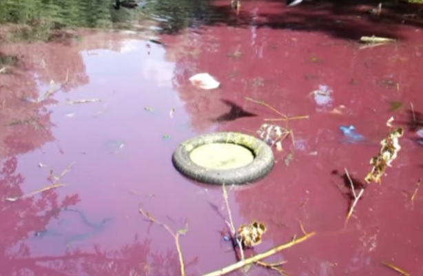 Бактерии перекрасили реку в Усть-Каменогорске в кровавый цвет