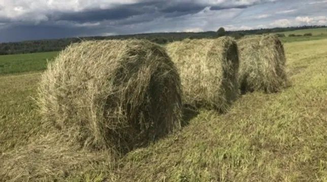 Түркістан облысының шенеуніктері жұтпен күресіп жатқан еріктілердің жолын бөгеп жатыр (ВИДЕО)