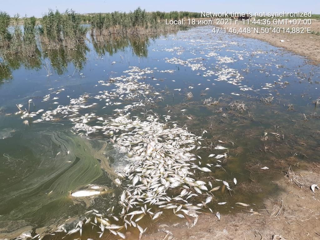 В Атырауской области массово гибнет рыба