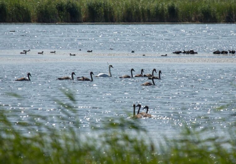 Столичное озеро с краснокнижными птицами могут уничтожить