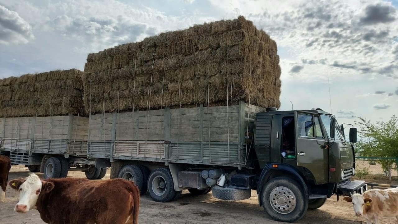 Кормовой запас на зиму готовится в Мангистауской области