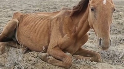 "Даже не можем обеспечить кормом скот": Эксперт считает, что казахстанский аграрный сектор разграбили