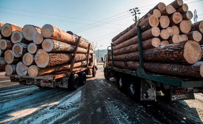 Запрет на вывоз древесины ещё на полгода продлили в Казахстане