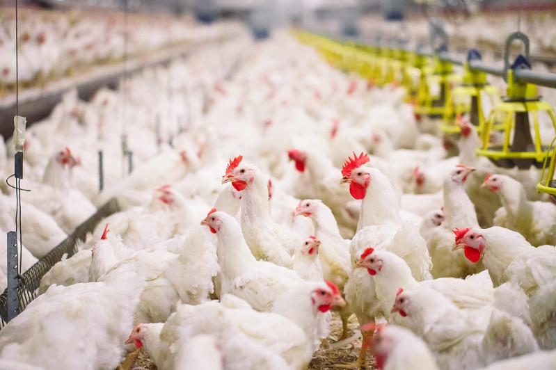 За два года четыре птицефабрики стали банкротами в Казахстане
