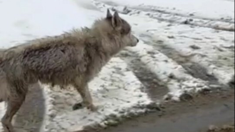 Жители Костанайской области сняли на видео гуляющего волка по городу