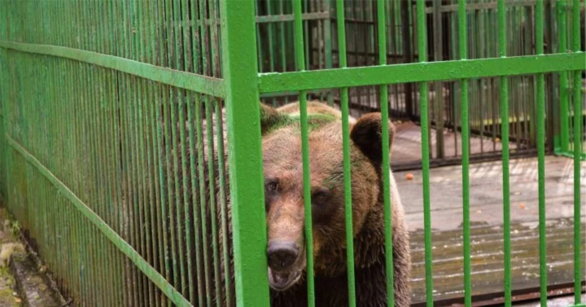 Өзбекстандағы хайуанаттар бағында аю қызметкерге шабуыл жасап өлтірді