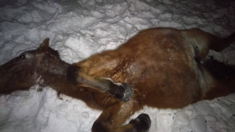 Поезд сбил насмерть более 30 лошадей в Акмолинской области
