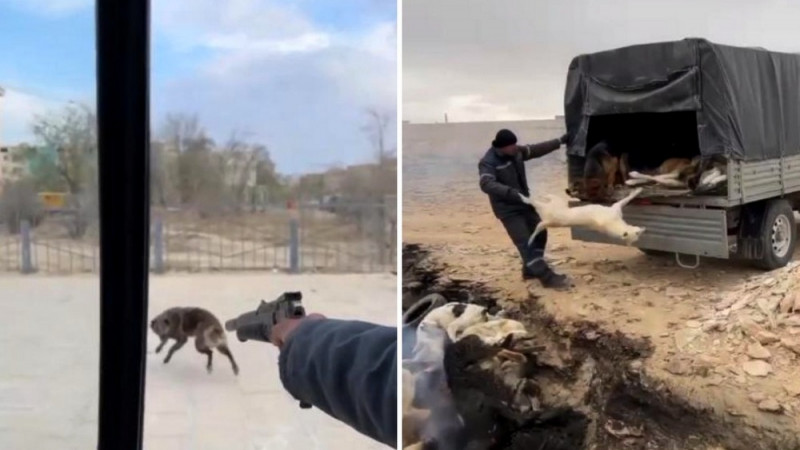 В Жанаозене на видео сняли отстрел собак и сбрасывание трупов в яму