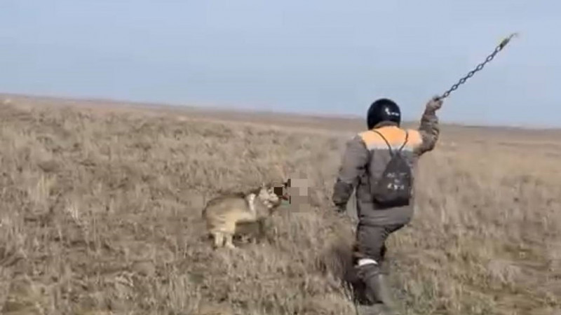 В Актюбинской области задержали мужчину, забившего волка цепью до смерти