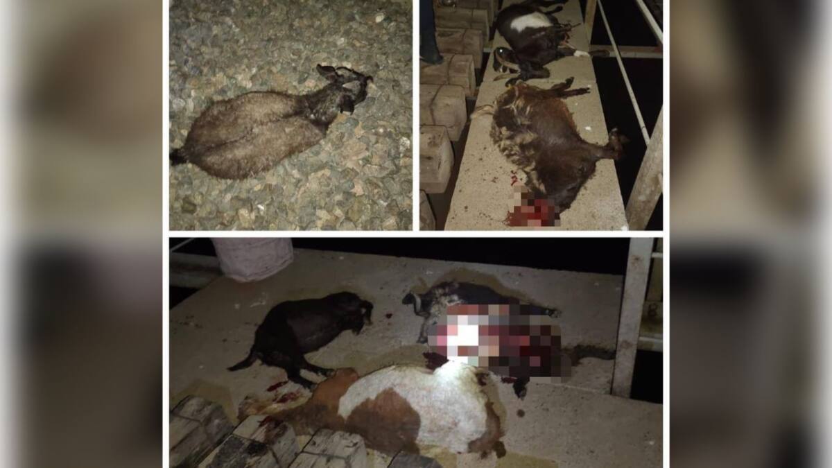 В Актюбинской области грузовой поезд сбил 25 коз и баранов