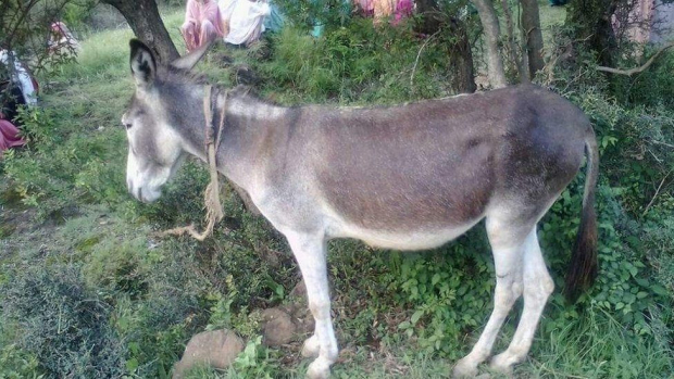 В Каракалпакстане мужчина изнасиловал осла