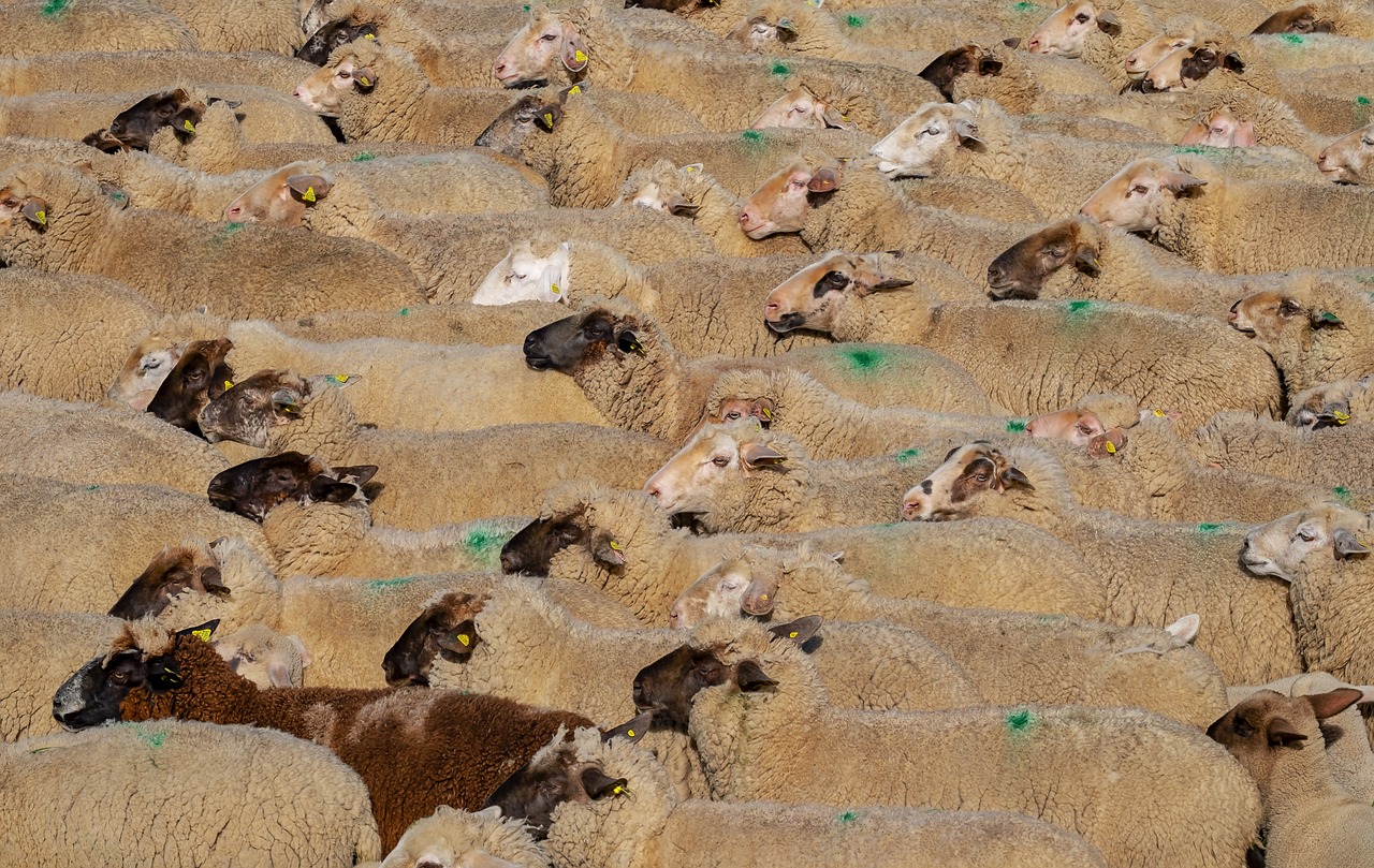 Поезд сбил десятки овец в СКО