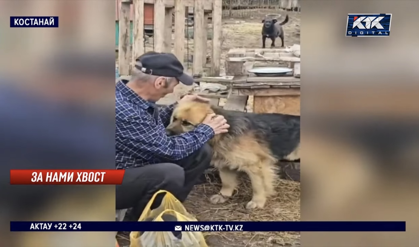 В Костанае на видео попала трогательная встреча хозяина и собаки