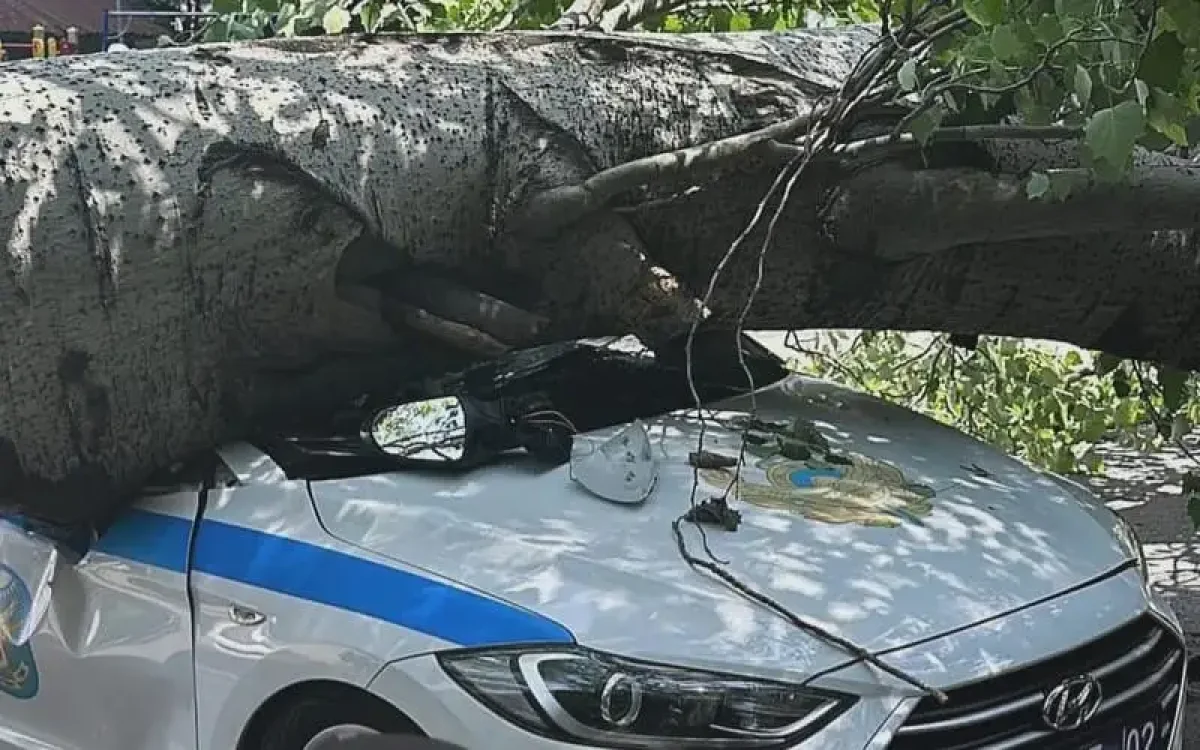 Дерево рухнуло на патрульное авто в Алматы