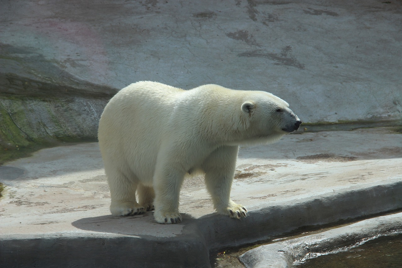 Медведь, привезенный из Праги, умер в зоопарке Алматы: чешская сторона требует расследования