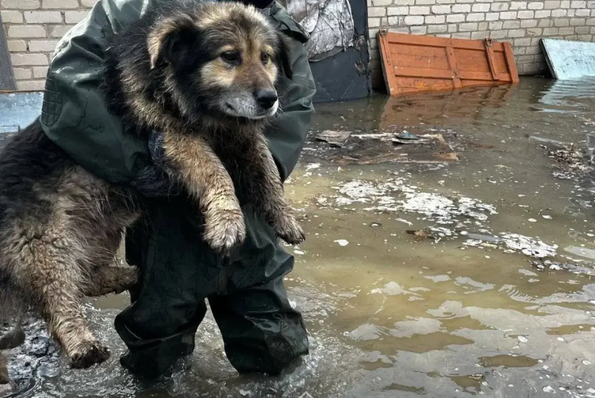 Трогательное спасение собак сняли на видео в Атырауской области