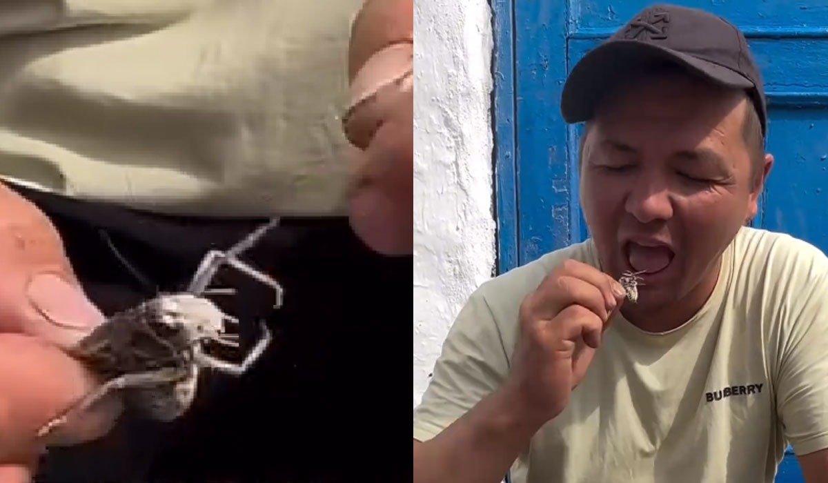 «А за миллион что сделает?»: мужчина за 20 тысяч тенге съел саранчу
