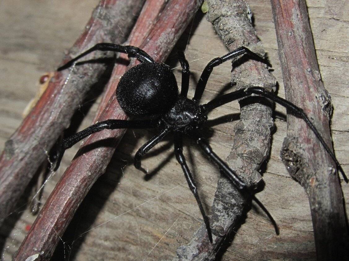 Шесть человек попали в реанимацию из-за укусов ядовитых пауков в Атырауской области: