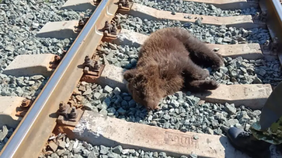 Поезд сбил медвежонка в ВКО 